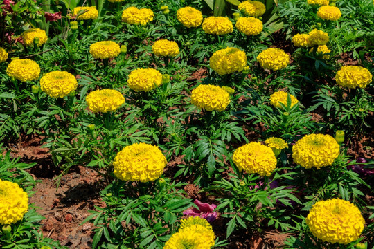 臭芙蓉 万寿灯 蜂窝菊 臭菊花