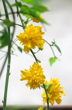 重瓣棣棠花