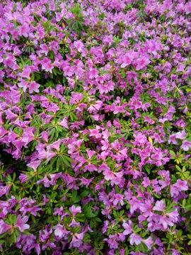 杜鹃花