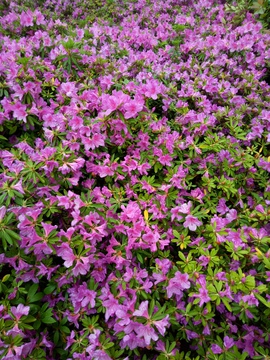 临沂杜鹃花