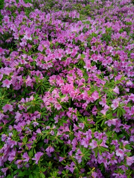 杜鹃花海