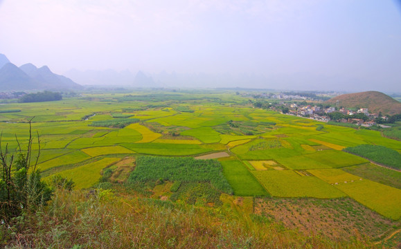 乡村 农田