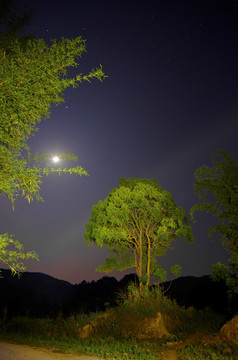 夜空 树木