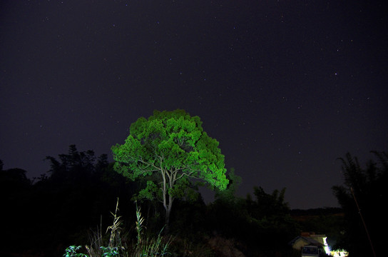 夜空 树木