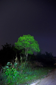 夜空 树木