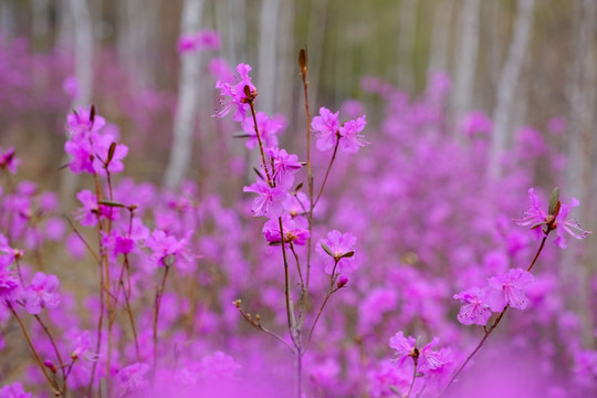 映山红花开