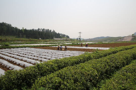 天马烤烟素材