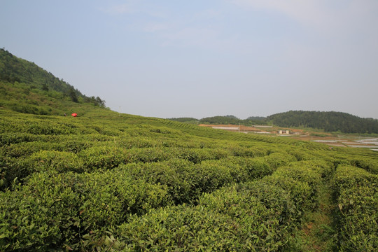 茶场茶山远景