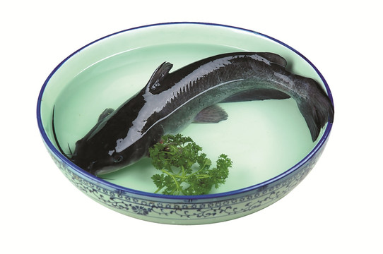鲜鱼