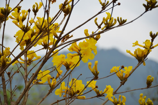 黄花风铃木