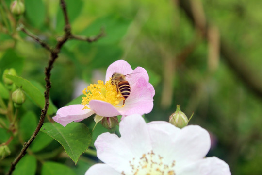 蜜蜂采花 蜜蜂与花