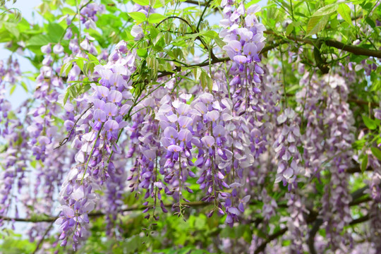 紫槐花 红花刺槐