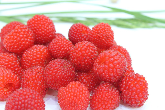 野草莓 隔公 红果子