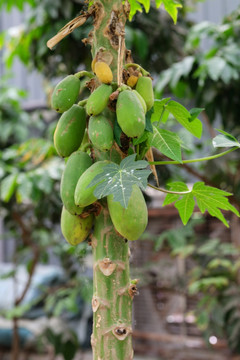 木瓜 树上的木瓜 pawpaw
