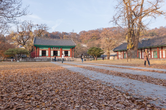 韩国 全州 全州韩屋村 秋