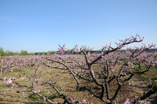 果园桃花开