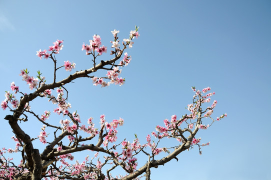 春到天蓝花争艳