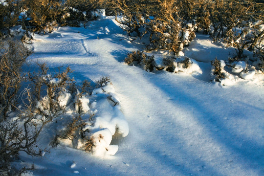 雪地雪景