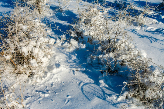 雪地雪景