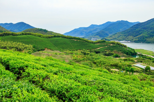 茶山茶叶 春茶 茶园 茶山 茶