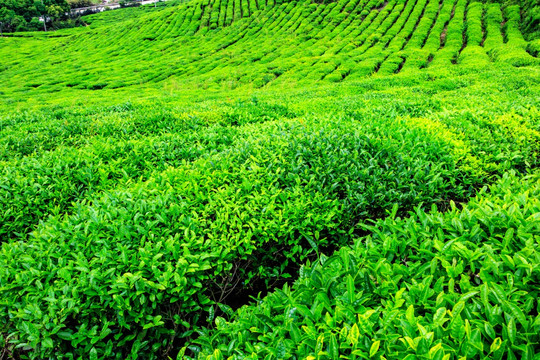 茶叶作物 茶叶种植 绿色农业