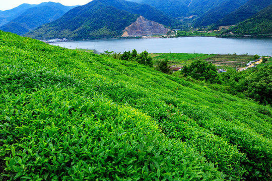 茶叶作物 茶叶种植 绿色农业