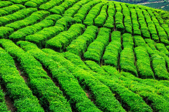 茶山茶场 春茶 茶叶 绿茶 茶