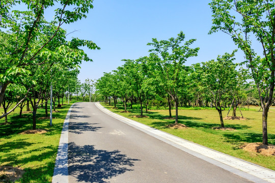 樱花树道路