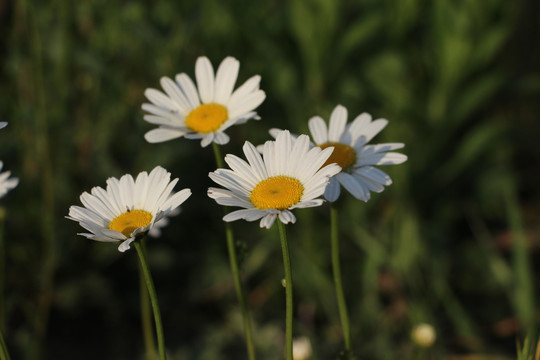 野花