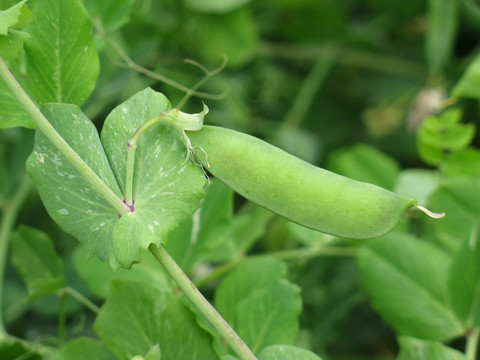 豌豆荚