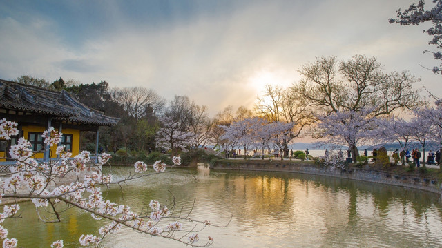 中国无锡鼋头渚樱花公园