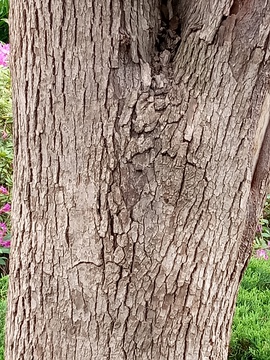 香樟树皮