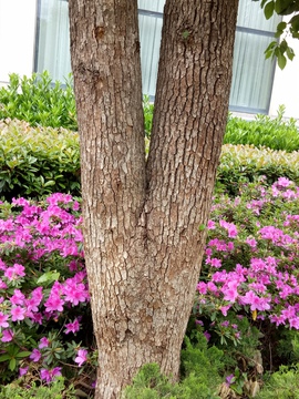 香樟树皮