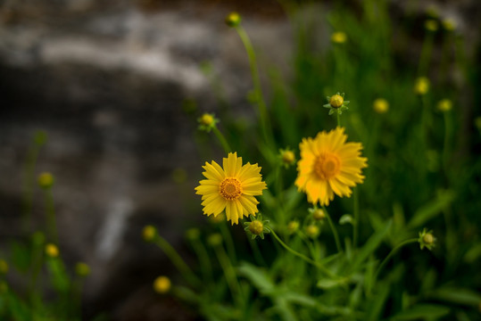 黄花