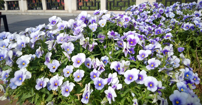 花朵素材