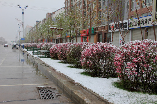 傲雪寒梅 雪中街景小桃红 桃花