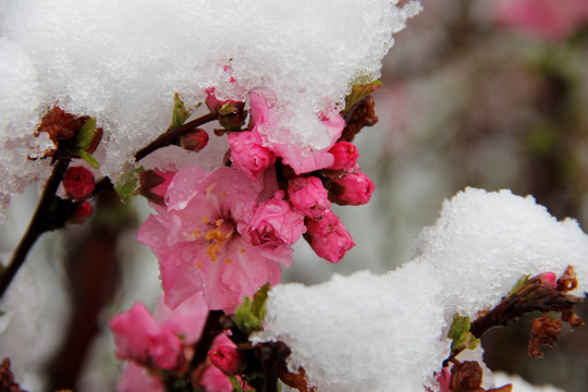 傲雪寒梅 雪中小桃红 桃花 梅