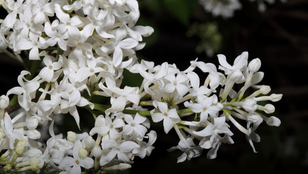 丁香花