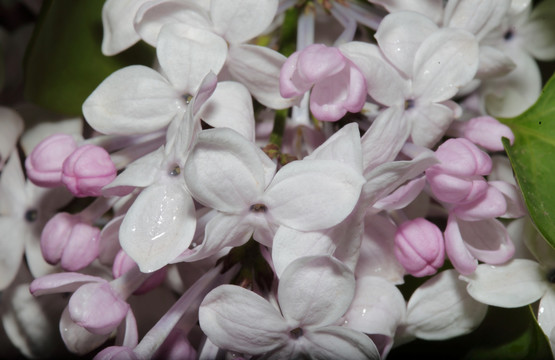 丁香花