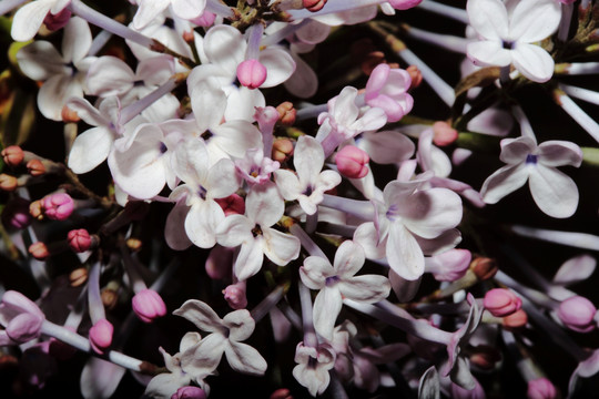 丁香花