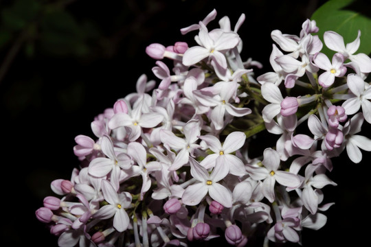 丁香花