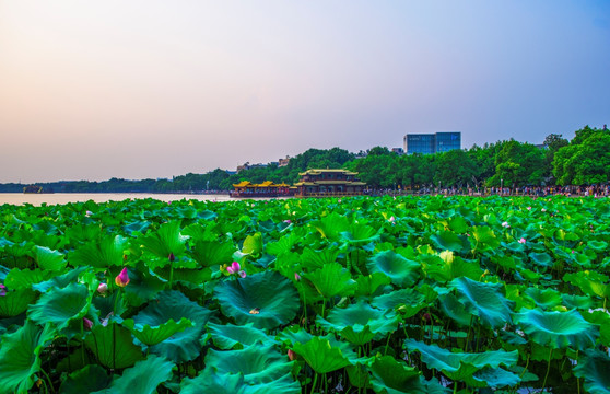 杭州西湖 西湖荷花