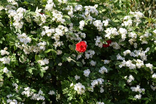 白色花中的一朵红花