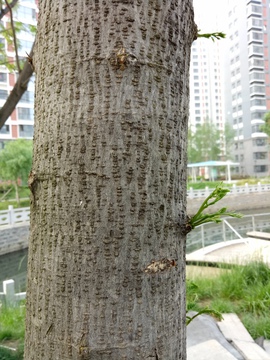 榕树树皮