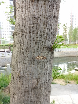 榕树树皮