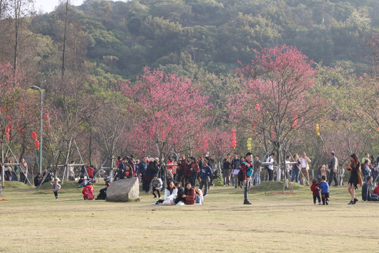 圭峰山 樱花