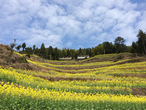 油菜花