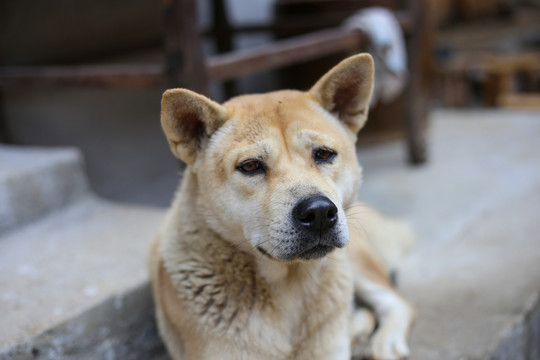 看门狗 土狗 中华田园犬