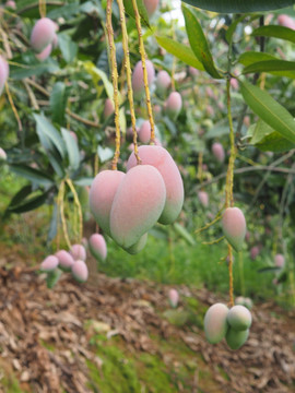 象牙芒 高清芒果图片 绿皮芒果