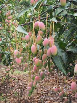 青芒水果 红芒 香芒 玉芒 凯